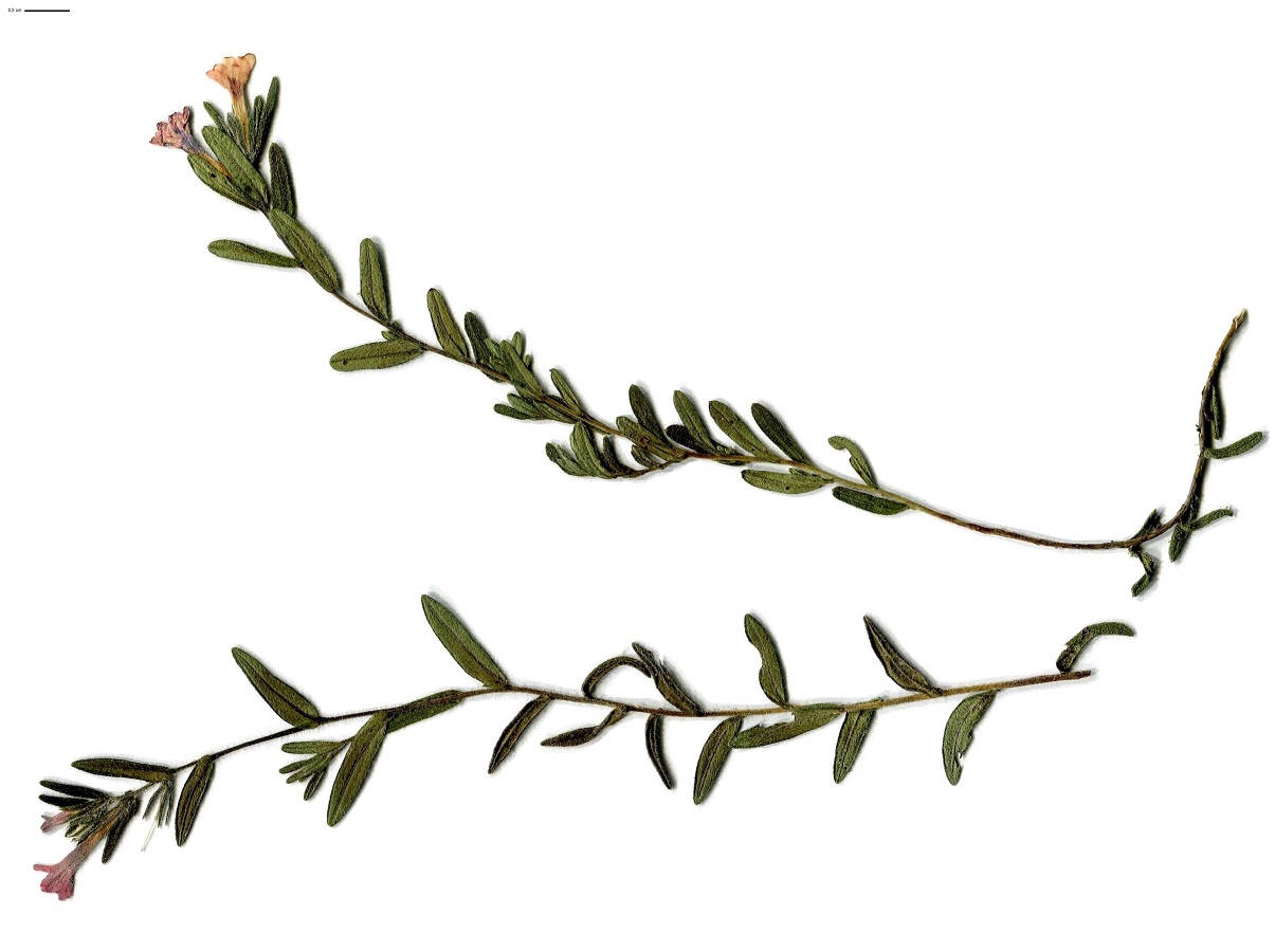 Glandora prostrata subsp. prostrata (Boraginaceae)